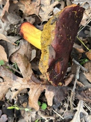 Xerocomellus dryophilus