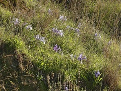 Iris planifolia
