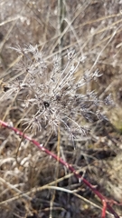 Daucus carota