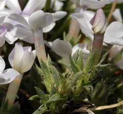 Phlox pulvinata