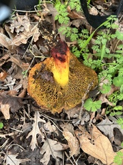 Xerocomellus dryophilus