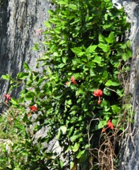 Malvaviscus arboreus