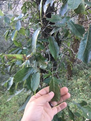 Quercus laurina