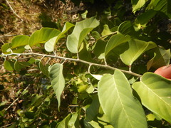 Dalbergia ecastaphyllum