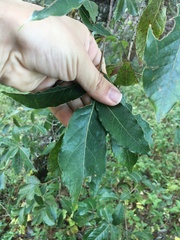 Quercus laurina