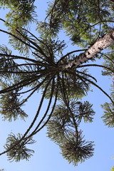 Araucaria
