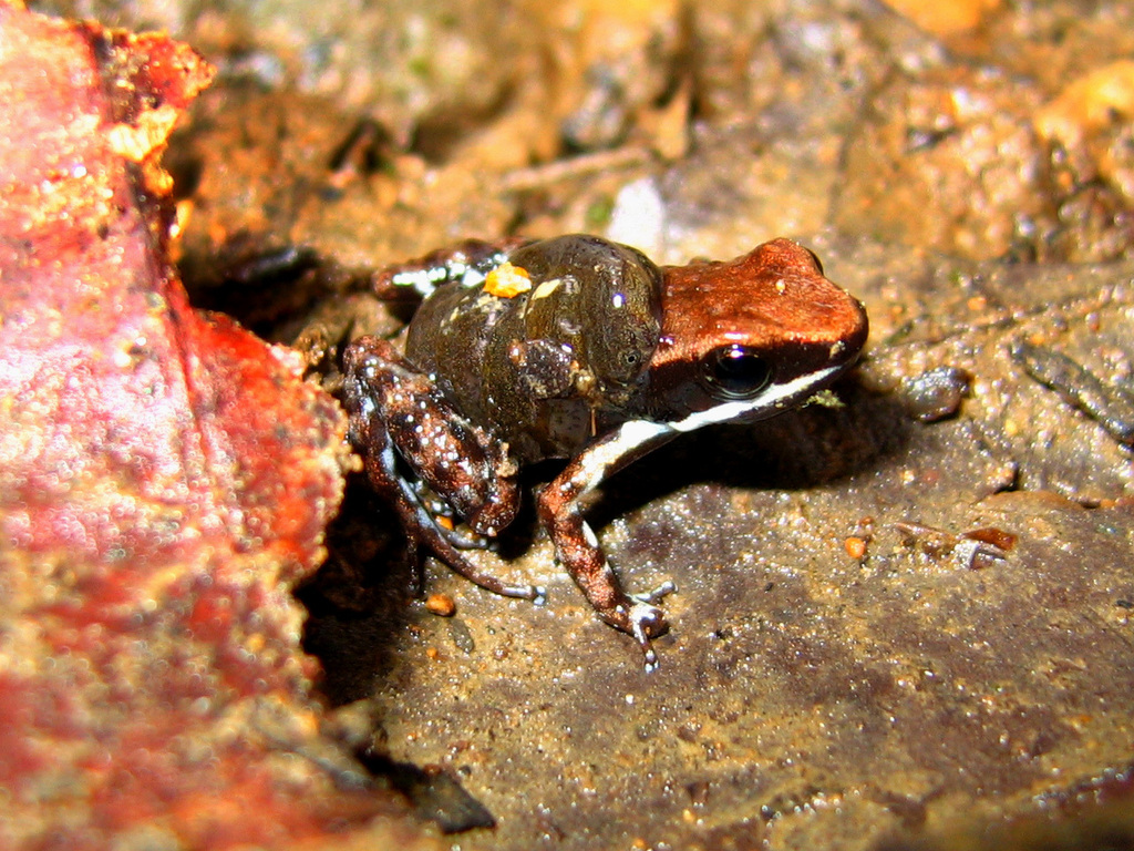 Marbled Poison-Arrow Frog