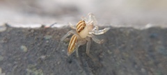 Chira