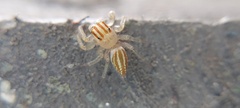 Chira