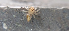 Chira
