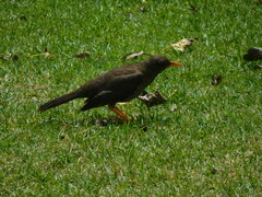 Turdus fuscater