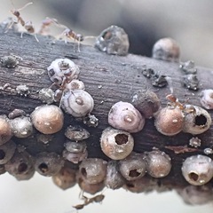 Ceroplastes rusci