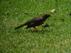 Turdus fuscater
