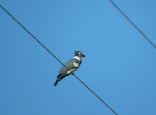 Belted Kingfisher photographed in Idaho