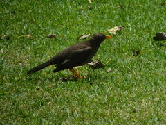 Turdus fuscater