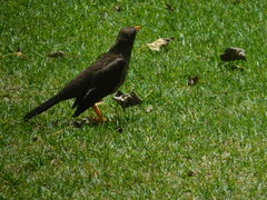 Turdus fuscater