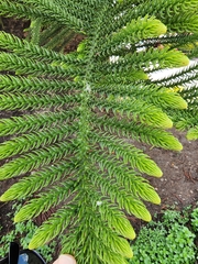 Araucaria