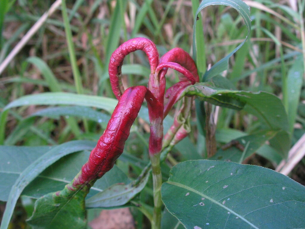 Wachtliella