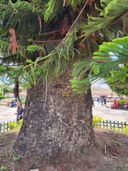 Araucaria