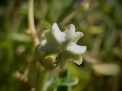 Ceropegia sahyadrica