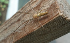 Tetragnatha montana