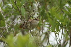 Cranioleuca pyrrhophia