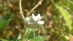 Ceropegia sahyadrica