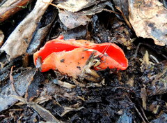 Sarcoscypha coccinea