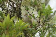 Cranioleuca pyrrhophia