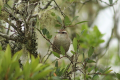 Cranioleuca pyrrhophia