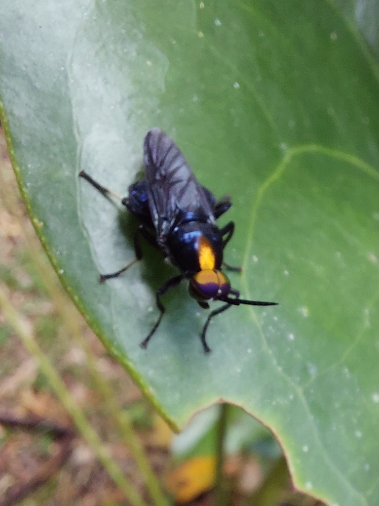Cyphomyia auriflamma