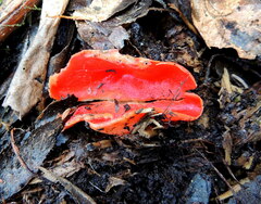 Sarcoscypha coccinea