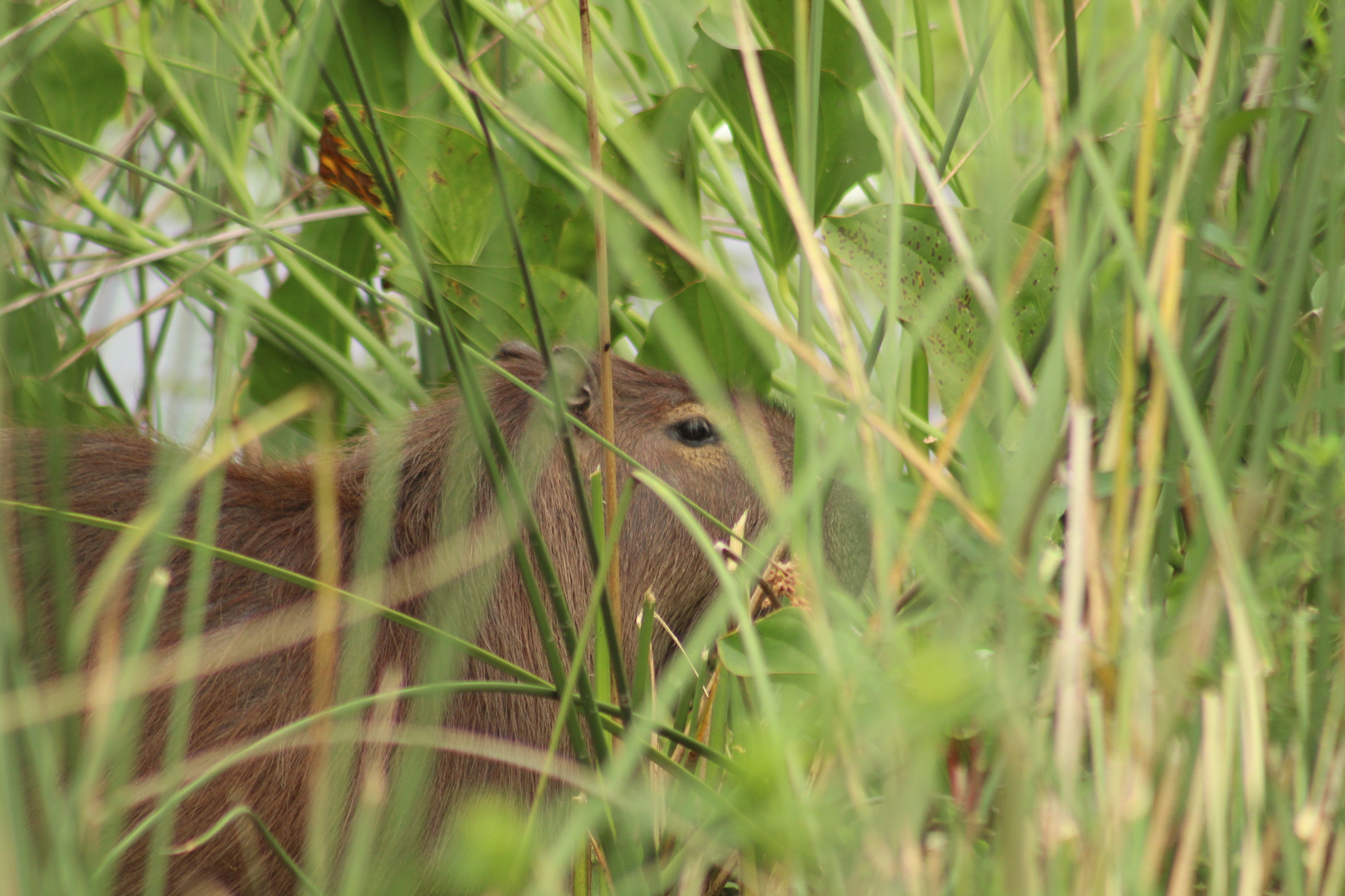 Hydrochoerus hydrochaeris (Linnaeus, 1766)