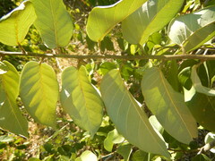 Dalbergia ecastaphyllum