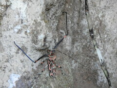 Acrocinus longimanus