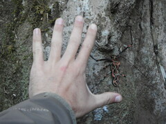 Acrocinus longimanus