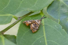 Rhobonda gaurisana