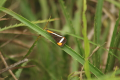 Adelpha syma