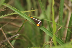 Adelpha syma