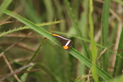 Adelpha syma