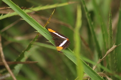 Adelpha syma