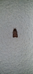 Cerastis faceta