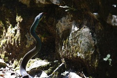 Drymobius margaritiferus