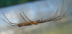 Tetragnatha montana