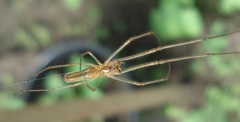 Tetragnatha montana