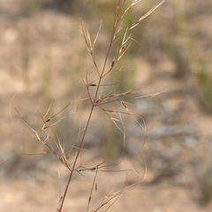 Austrostipa eremophila