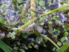 Cataclysta lemnata