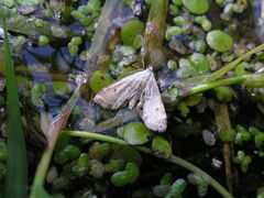 Cataclysta lemnata