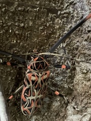 Acrocinus longimanus