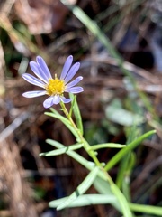 Symphyotrichum dumosum